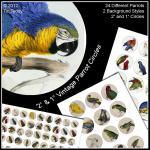 Parrot Collage Sheets - 2" And..