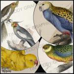 Parrot Collage Sheets - 2" And..
