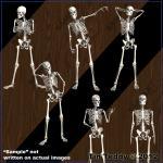 Skeletons -14 Posed Skeleton - Boney Digital Clip..