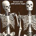 Skeletons -14 Posed Skeleton - Boney Digital Clip..